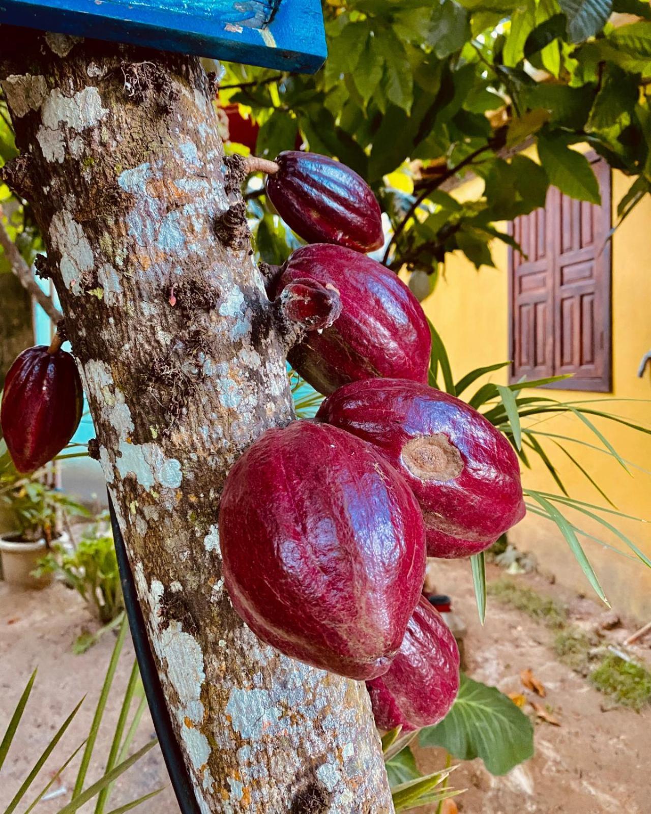Pousada Recanto das Árvores - Nova Caraíva Esterno foto